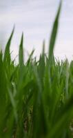 green wheat grass in the spring in the field photo