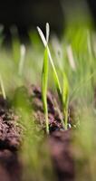 new rows of wheat in the field photo