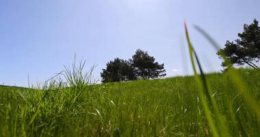 part of a field with green grass in sunny weather photo