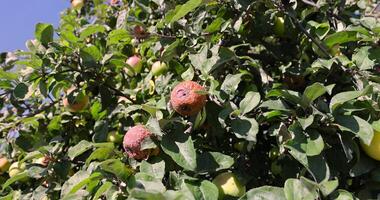 red ripe apples that have rotted on the branches photo
