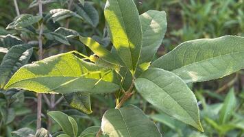 A leafy green plant with a bug on it photo