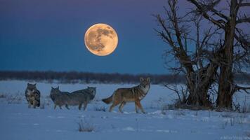 A pack of coyotes walks through snow under a large moonlit sky. photo