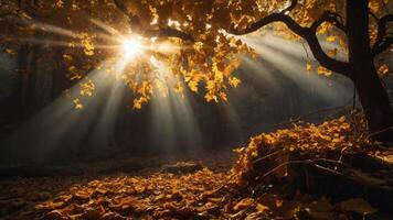 A serene forest scene with sunlight filtering through autumn leaves, creating a warm atmosphere. photo