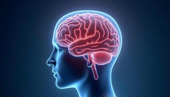 Highlighted Medical Brain photo