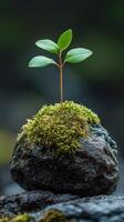 Small plant thriving on a moss-covered rock in a serene natural setting photo