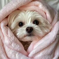 Cute small dog wrapped in pink towel with fluffy fur and bright eyes photo