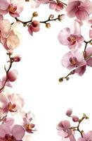 Pink orchid flowers arranged artistically on a white surface creating a beautiful frame for design purposes photo