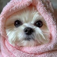 Cute small dog wrapped in pink towel with fluffy fur and bright eyes photo