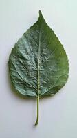 Large green leaf with detailed texture on a white marble background photo