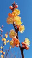 Yellow blossoms bloom against a clear blue sky in early spring photo