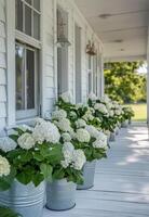 Hydrangeas in metal pots line a charming porch during sunny weather photo