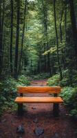 Serene wooden bench along a tranquil pathway in a lush tropical forest photo