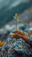 Small plant thriving on a moss-covered rock in a serene natural setting photo