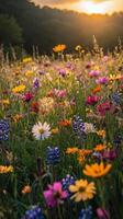 Vibrant flower field at sunset with colorful blooms in mountainous landscape photo