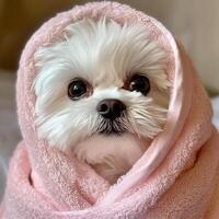Cute small dog wrapped in pink towel with fluffy fur and bright eyes photo