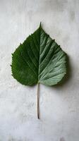 Large green leaf with detailed texture on a white marble background photo