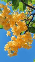 Yellow blossoms bloom against a clear blue sky in early spring photo