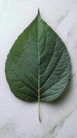 Large green leaf with detailed texture on a white marble background photo
