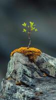 Small plant thriving on a moss-covered rock in a serene natural setting photo