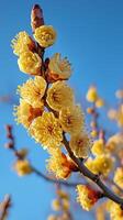Yellow blossoms bloom against a clear blue sky in early spring photo