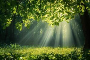 Lush green leaves illuminated by soft sunlight in a serene natural setting photo