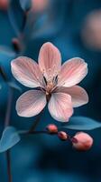 Beautiful pink flowers with intricate details against a soft blue background photo