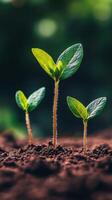 Young green plants sprouting in rich soil under sunlight in a garden photo
