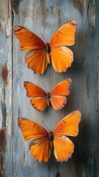brillante naranja mariposas descansando en resistido madera en un natural ajuste foto