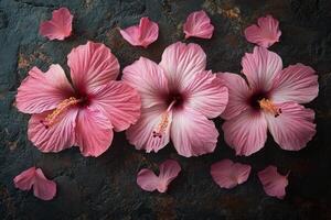 Bright pink hibiscus flowers arranged with scattered petals on a dark background photo