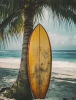 Vintage surfboard leaning against a palm tree near the ocean photo