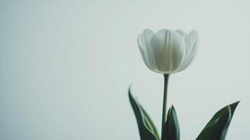 White tulips arranged beautifully against a light background in a serene indoor setting photo