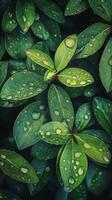 Vibrant succulent covered in dewdrops in a cozy indoor garden setting photo