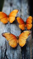 Bright orange butterflies resting on weathered wood in a natural setting photo