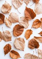 Fall leaves of various hues scattered on a plain surface showcasing the beauty of autumn photo