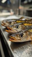 Freshly Caught Brown Trout Displayed on a Rustic Table by the Riverbank in Early Morning Light photo