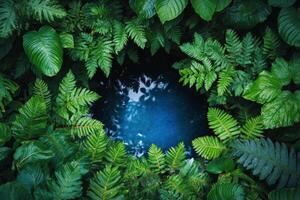 Exploring the lush greenery surrounding a serene pool of water in a dense forest photo