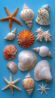 Colorful collection of seashells and starfish arranged on a bright blue surface photo
