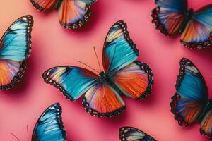 Colorful butterflies arranged beautifully against a vibrant pink background in a striking display of nature photo