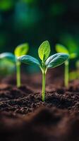 Young green plants sprouting in rich soil under sunlight in a garden photo