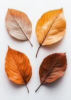 Fall leaves of various hues scattered on a plain surface showcasing the beauty of autumn photo