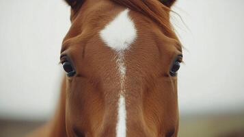 Close-up view of a horses expressive eye and unique facial marking in low light photo