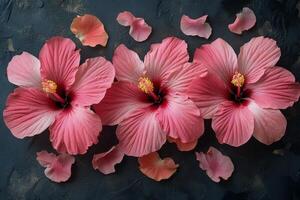 Bright pink hibiscus flowers arranged with scattered petals on a dark background photo