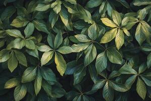 Lush green leaves creating a vibrant and natural background in a dense forest setting photo