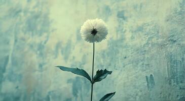 Delicate white flower emerges in frost-covered landscape during early morning light photo