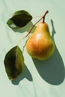 Fresh pear hanging from branch with green leaves on a light green background in morning light photo