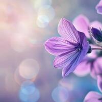 Beautiful purple flower in soft morning light with blurred background photo