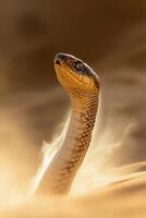 Golden snake emerging from sand with tongue flicking in sunlight during a desert expedition photo