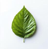 Large green leaf resting on a white surface showcasing intricate vein patterns and vibrant color photo