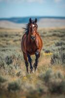 Majestic brown horse runs freely across vast grassy landscape under blue sky photo