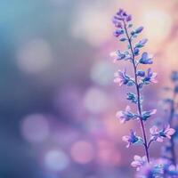 Beautiful purple flower in soft morning light with blurred background photo